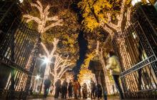 Students gathered under illuminated trees on Columbia's College Walk